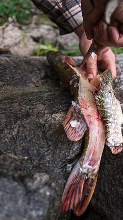 Fresh fish